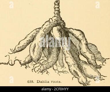 . Ciclopedia dell'orticoltura americana : comprendente suggerimenti per la coltivazione di piante orticole, descrizioni delle specie di frutta, ortaggi, fiori e piante ornamentali vendute negli Stati Uniti e in Canada, insieme a schizzi geografici e biografici. E e e le sue tonalità strettamente correlate, che reseen alla perfezione negli Astri cinesi. Poche piante coltivate hanno un'ampia gamma di colori come il Dahlia; anche il Crisantemo è nettamente inferiore nella gamma, in quanto manca del brillante e vivace scarlatto, del vermiglio, e delle altre sfumature di rosso. Anche se i dahlias sono piante popolari, e. Foto Stock