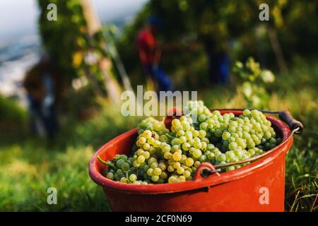 02 settembre 2020, Baden-Wuerttemberg, Müllheim: Un secchio di uve mature e raccolte si trova alla fine dei vigneti in un vigneto. In tarda estate e all'inizio dell'autunno nel sud del Baden si svolge la vendemmia o il cosiddetto 'autunno', durante il quale le uve mature vengono raccolte a mano o con una vendemmia completa. L'Associazione dei viticoltori del Baden presenta i risultati della vendemmia 2020 ad una conferenza stampa di giovedì. Foto: Philipp von Ditfurth/dpa Foto Stock