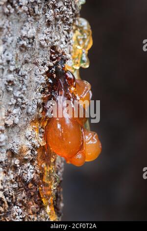 Linfa che emana dal tronco della cenere di seta settentrionale (Flindersia bourjotiana). Agosto 2020. Baia di mucca. Parco Nazionale di Daintree. Queensland. Australia. Foto Stock