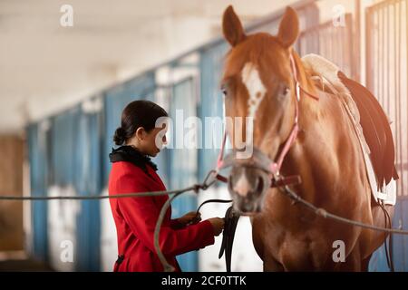 Rider giovane donna mette in sella e briglia a cavallo Foto Stock