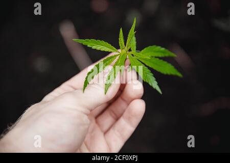 Uomo contadino tenere la mano Bush verde marijuana. Piantagione di cannabis Foto Stock