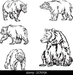 orso, immagine, pose varie, disegno, colore, nero, orso, bestia di preda, selvaggio, grande, animale, immagine, immagine, marrone, zampa, pad, museruola, bocca, ritratto Illustrazione Vettoriale