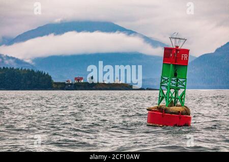 Tour in barca con avvistamento delle balene in Alaska con avvistamento della fauna selvatica a Juneau. Leoni marini stellari natura paesaggio crociera viaggio. Foche su boa nella baia di Auke. Alaska Foto Stock