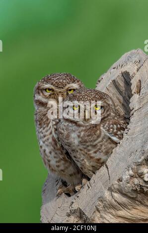 Spotted owlet Foto Stock