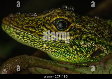 La faccia di un'anola equatoriale (Anolis aequatorialis) una specie di lucertola che si trova nella foresta pluviale ecuadoriana. Foto Stock