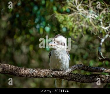 Un kookaburra australiano arroccato al sole su un albero ramo con un ambiente di macchia naturale sfocato Foto Stock