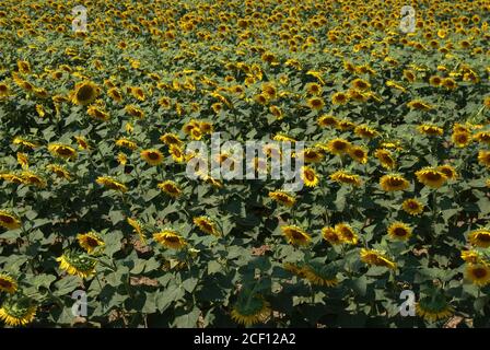 Paesaggio di campo di girasole. Colli Euganei. Padova. Italia Foto Stock