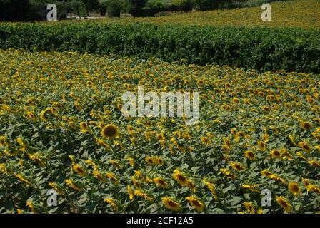 Paesaggio di campo di girasole. Colli Euganei. Padova. Italia Foto Stock