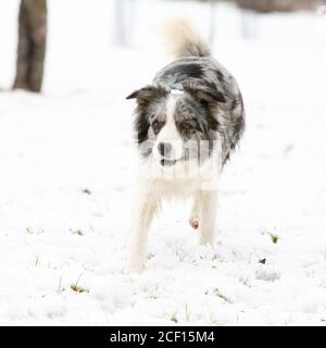 Bella collie di confine in inverno Foto Stock