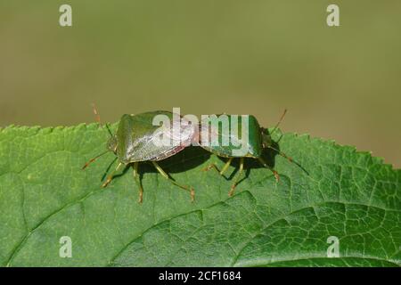 Due insetti di protezione verde (Palomena prasina) della famiglia Pentatomidae su un fogliodi una farfalla-cespuglio, lilla estiva (Buddleja davidii) in un giardino olandese. J Foto Stock
