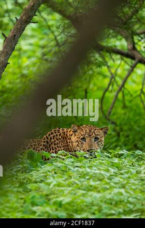 leopardo indiano maschile selvaggio o pantera che si stalking dal verde naturale background in monsone stagione safari al leopardo jhalana o foresta riserva jaipur india Foto Stock