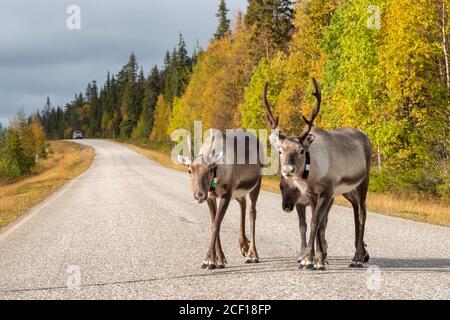 Le renne camminano sulla strada in Scandinavia Foto Stock