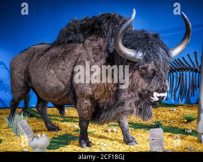 LEOBEN, AUSTRIA - 05/27/2017: Corpo conservatore di Steppe Bison in Ice Age Safari Exhibition a Kunsthalle. Leoben, Austria, Europa Foto Stock