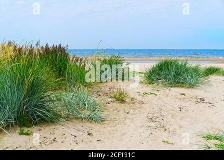Verde canna lotti di sabbia e mare blu. Bella spiaggia di sabbia al Mar Baltico in isola di Aegna, Estonia.Grass paglia sulla spiaggia al tramonto. Foto Stock