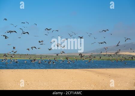 Gregge di uccelli che volano sul fiume, Guadalupe-Nipomo Dunes National Wildlife Reserve, California Foto Stock