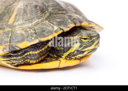 Primo piano tartaruga gialla isolata su sfondo bianco Foto Stock