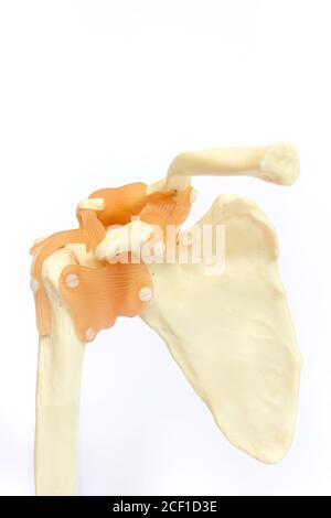 Modello di articolazione della spalla umana isolato su sfondo bianco Foto Stock
