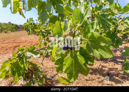 Gruppo di fichi come frutti appesi ai rami di fico con foglie in frutteto portoghese Foto Stock