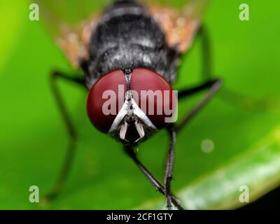 La fotografia macro di mosca carnaria nero su verde foglia Foto Stock