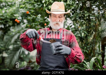 Piantando e giardinaggio concetto. Ritratto di bel giardiniere uomo in pensione con bearded in camicia, grembiule e guanti, tenendo pentola di pianta e zaffa da giardino con Foto Stock