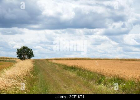 Terreni agricoli in Francia. Stagione di raccolto. Strada in campo cerealicolo con tracce di ruote del trattore. Albero solitario all'orizzonte. Concetto di agricoltura biologica. Foto Stock