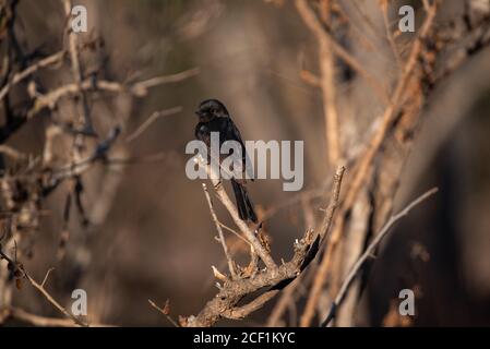 Arroccato flycatcher nero nel Kruger National Park Foto Stock