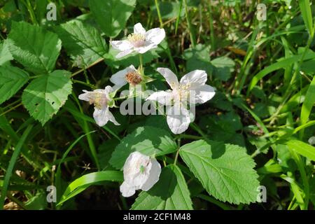 Insetti su fiori bianchi di mora. Foto Stock