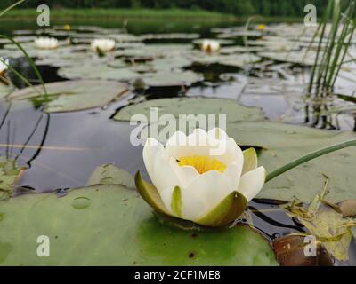 Primo piano di un bellissimo loto d'acqua Foto Stock