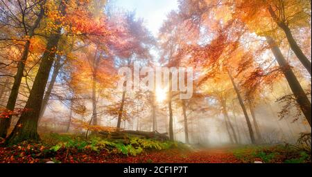 Incantevoli raggi del sole cadono attraverso cialde di nebbia in una foresta, uno splendido, sognante e vibrante scenario autunnale Foto Stock