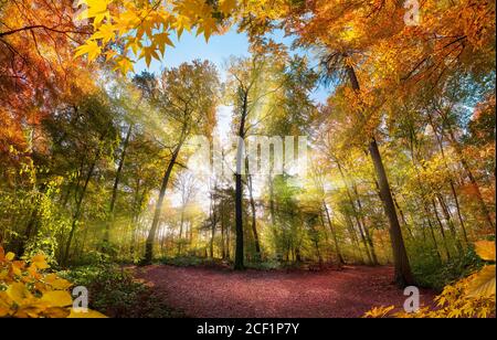Favoloso scenario forestale in autunno con raggi solari che illuminano il fogliame colorato, con rami che incorniciano il paesaggio