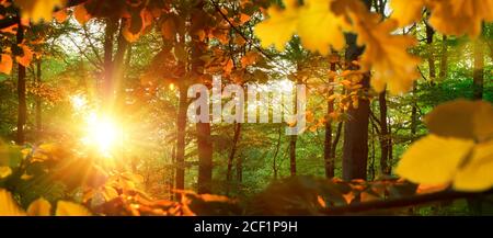 Paesaggio naturale in formato panorama: Il sole d'autunno luminoso che illumina le foglie di quercia gialla in una foresta verde Foto Stock