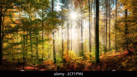 Paesaggio soleggiato foresta in autunno con raggi di sole che cadono attraverso cialde di nebbia e che illuminano il fogliame colorato Foto Stock