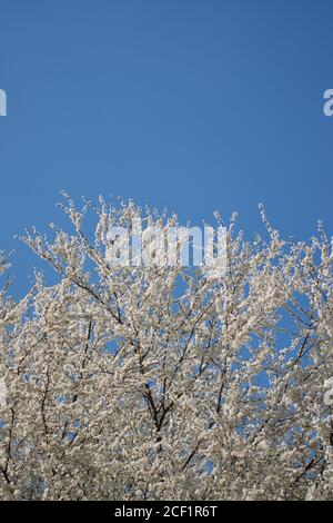 Foto di rami di prugna fioriti bianchi su uno sfondo azzurro soleggiato con spazio di copia. Concetto di primavera Foto Stock