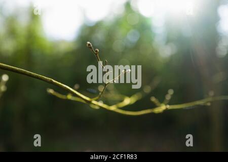 Primo piano gemme su ramo albero verde Foto Stock