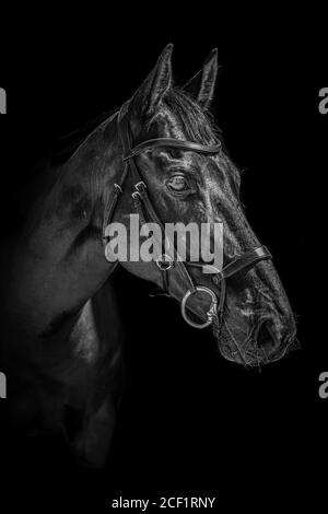 Ritratto in bianco e nero di un cavallo con briglia fotografata su sfondo nero Foto Stock