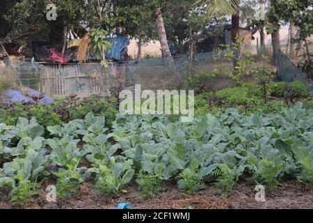 Fattoria di verdure in un villaggio a Sundarban India Foto Stock