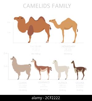 Collezione famiglia Camelids. Cammelli e disegno infografico dei lama. Illustrazione vettoriale Illustrazione Vettoriale