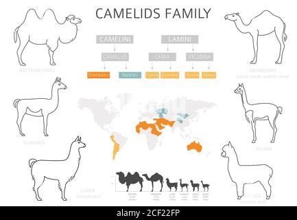 Collezione famiglia Camelids. Cammelli e disegno infografico dei lama. Illustrazione vettoriale Illustrazione Vettoriale