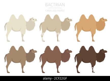 Collezione famiglia Camelids. Disegno infografico del cammello di Bactria. Illustrazione vettoriale Illustrazione Vettoriale