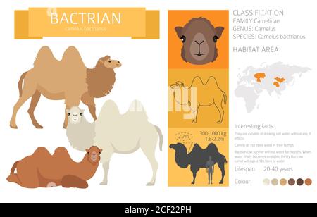 Collezione famiglia Camelids. Disegno infografico del cammello di Bactria. Illustrazione vettoriale Illustrazione Vettoriale