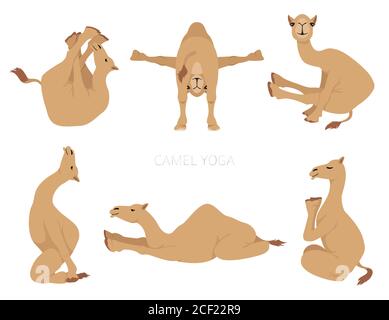 Collezione famiglia Camelids. Disegno di yoga del cammello di dromedario. Illustrazione vettoriale Illustrazione Vettoriale