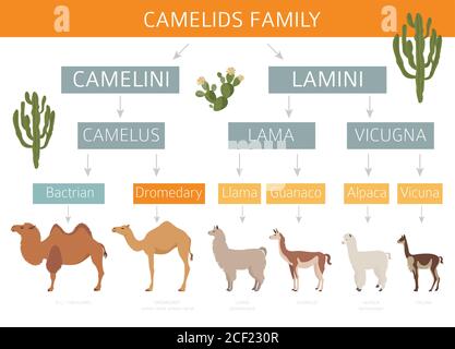 Collezione famiglia Camelids. Cammelli e disegno infografico dei lama. Illustrazione vettoriale Illustrazione Vettoriale