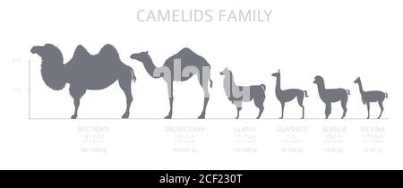 Collezione famiglia Camelids. Cammelli e disegno infografico dei lama. Illustrazione vettoriale Illustrazione Vettoriale