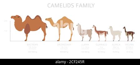 Collezione famiglia Camelids. Cammelli e disegno infografico dei lama. Illustrazione vettoriale Illustrazione Vettoriale