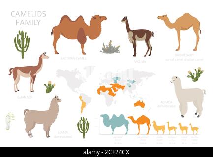 Collezione famiglia Camelids. Cammelli e disegno infografico dei lama. Illustrazione vettoriale Illustrazione Vettoriale