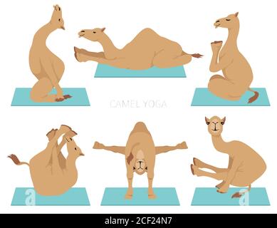 Collezione famiglia Camelids. Disegno di yoga del cammello di dromedario. Illustrazione vettoriale Illustrazione Vettoriale