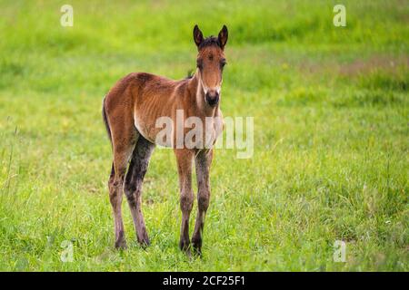 Svedese warmblood foal su un prato, provincia di Norrbotten, Svezia Foto Stock