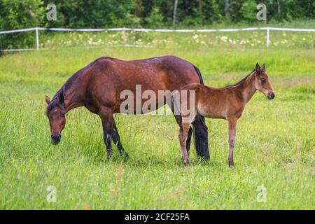 Cavallo svedese di sangue di warmblood con foal su un prato, provincia di Norrbotten, Svezia Foto Stock