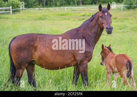 Cavallo svedese di sangue di warmblood con foal su un prato, provincia di Norrbotten, Svezia Foto Stock