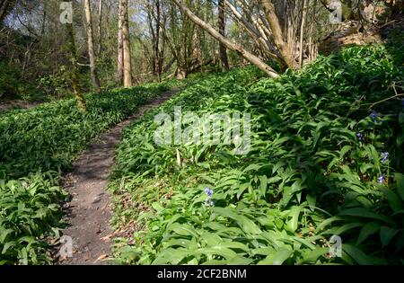 Aglio selvatico (Allium ursinum) conosciuto anche come ramsons, buckram, aglio a foglia larga, aglio di legno, porro di orso o aglio di orso, che cresce in bosco. Bug Foto Stock